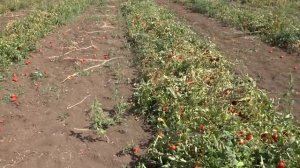 Крым Выращивание помидор в открытом грунте  24 августа 2017