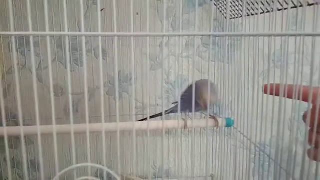 _КАК БЫСТРО ПРИРУЧИТЬ ПОПУГАЯ?_ МОЙ СПОСОБ смотреть онлайн