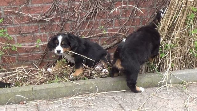 Gartenarbeit à la Bernese смотреть онлайн