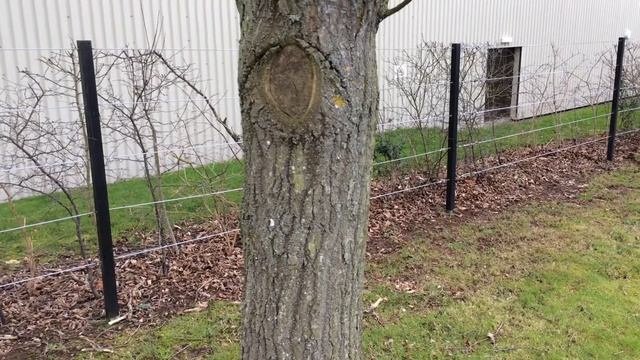 Sessile oak (Quercus petraea) - trunk - February 2018 смотреть онлайн