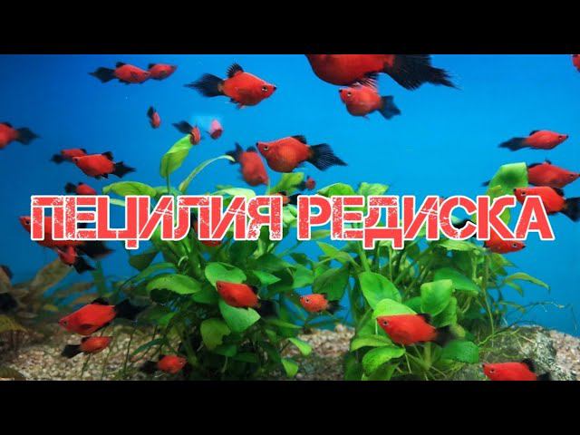 ПЕЦИЛИЯ РЕДИСКА. СОДЕРЖАНИЕ И РАЗВЕДЕНИЕ В АКВАРИУМЕ смотреть онлайн