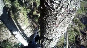 Когти для подъёма на столбы и деревья КМ-3 в действии