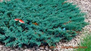 Можжевельник горизонтальный Блю Чип (blue chip) ? обзор: как сажать, саженцы можжевельника Блю Чип