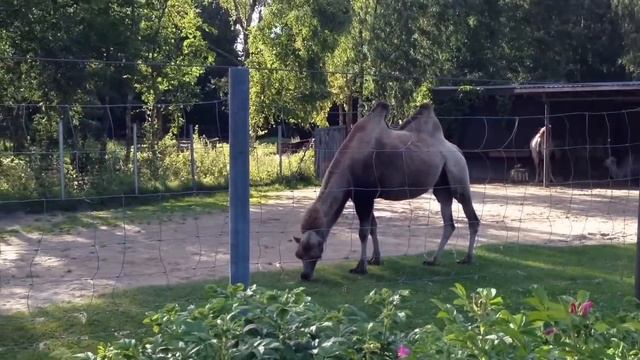 Tallinn Zoo - Loomaaed смотреть онлайн