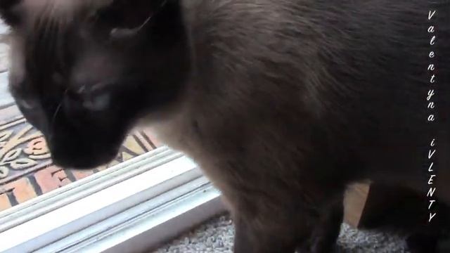 Сиамский кот, Кисик, КотЭ, Кисич = Казанова смотреть онлайн