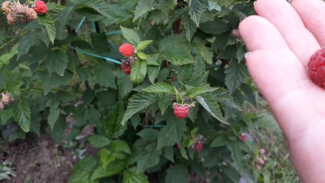 Таруса - малина 2019, побеги и урожай!