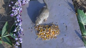 Cat TV - Catch the Mouse - Cat TV for Cats to watch Mouse in deep desert - 10 hour 4k