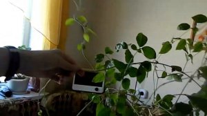 Комнатные цветы Жасмин Уход Обрезка