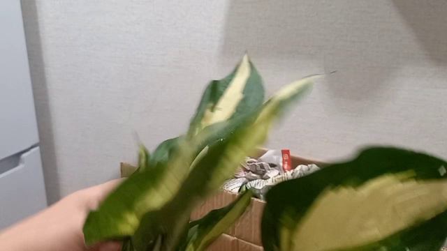 Хосты 🌱🪴Очередные новинки 🌱🍀