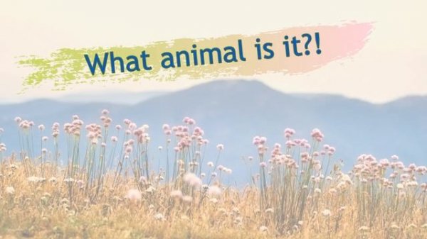 Sounds of Animals for Kids - Animal Quiz - English for Kids - Guessing Game