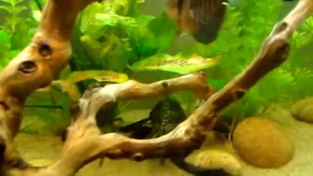 My fresh water/tropical fish tank 2 смотреть онлайн