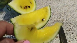 Арбуз "Золотой реванш"выращивание на плёнке.