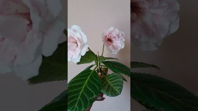 Первое цветение глоксинии АК-Машенька смотреть онлайн