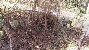 Клематис.  Весенняя обработка клематиса.