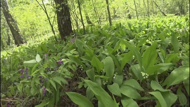 Релаксация (Ветер в лесу) смотреть онлайн