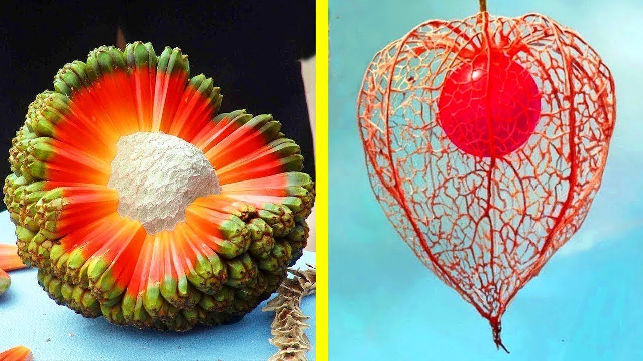 Фрукты, о которых вы никогда не слышали смотреть онлайн