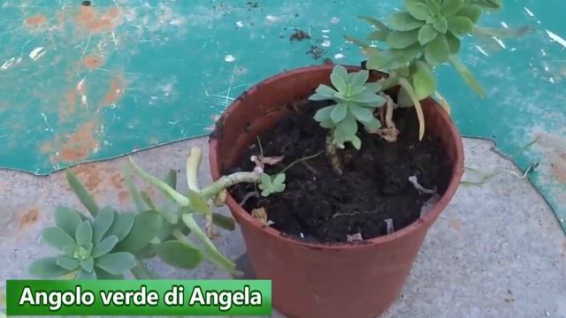 L'ECHEVERIA APUS - SUCCULENTA - IMPARIAMO A CONOSCERLA E A COLTIVARLA смотреть онлайн