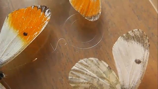 Anthocharis cardamines (зорька обыкновенная) смотреть онлайн