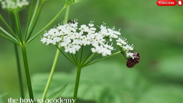 Incredible Insect Life: A 4K Ultra HD Journey. #thehowtoacademy #insects #4kvideography #4k #insect