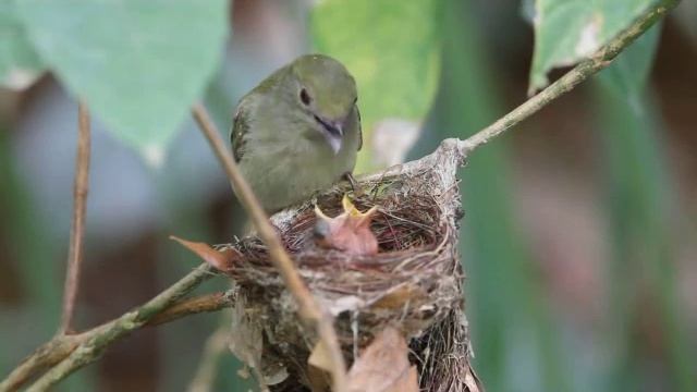 Araripe Manakin - Antilophia bokermanni - soldadinho-do-araripe смотреть онлайн