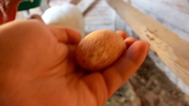 Индюки Хайбрид Конвертер 20 недель или 4,5 месяца. Откорм кормом для несушек. смотреть онлайн