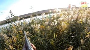 (18 ) РАЗНОМАСТНАЯ ОХОТА НА УТКУ (№- 6) осень 2017.mp4