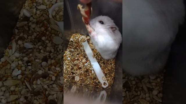 лучик против динозавра смотреть онлайн