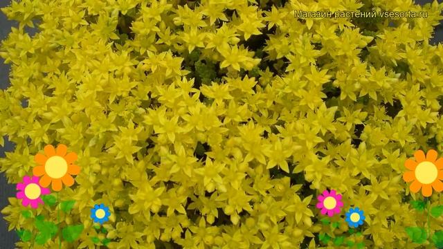 Очиток отогнутый Оранжевый. Краткий обзор, описание характеристик sedum reflexum Aureum смотреть онлайн