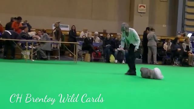 Pekingese Crufts 2016 Veteran Bitch смотреть онлайн