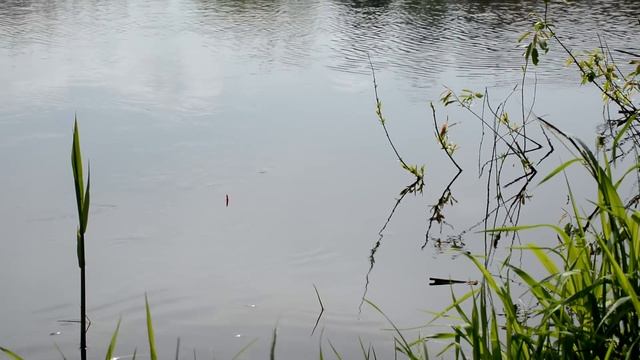 Рыбалка в нерест. 5 минут релакса!? смотреть онлайн