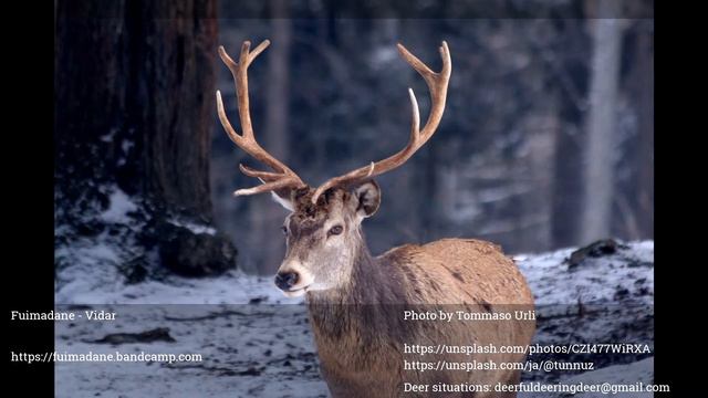 Deer Radio 24/7: find your favorite music while having unique audio visual deer experience! смотреть онлайн