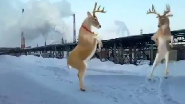 Олень набухался смотреть онлайн