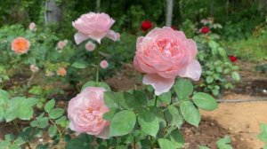 Rose - The Alnwick Rose