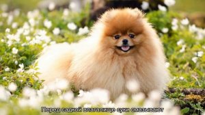 Вязка шпицев: когда начинается течка, роды в домашних условиях