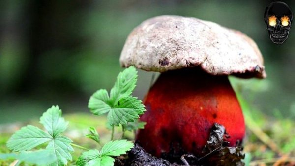 САТАНИНСКИЙ ГРИБ | ОПАСНОСТЬ | ПОЛНЫЙ ОБЗОР (BOLETUS SATANAS)