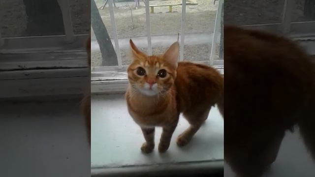 Бакс подрос. Рыжий котенок смотреть онлайн
