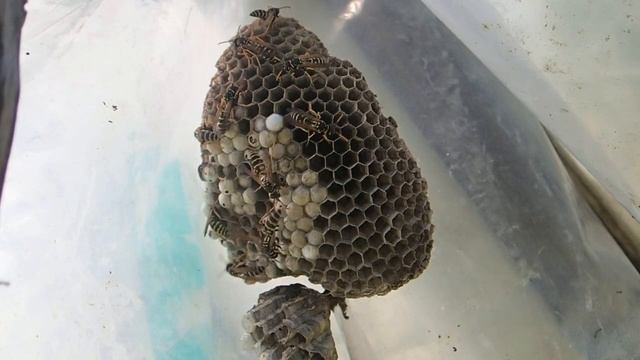 Осиное гнездо Часть 10. Бумажные осы ухаживают за своим гнездом. смотреть онлайн