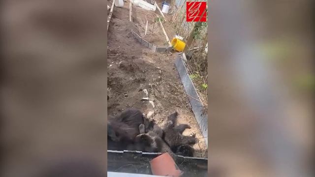 Углегорцы пугают друг друга видео со спящими на даче медведями