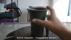Горшки для бонсай. Как правильно выбрать плошку для бонсай