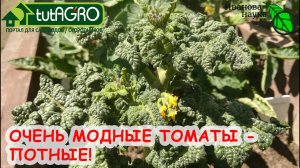 ПОТНЫЕ ТОМАТЫ! КРАСИВО, ВКУСНО и УРОЖАЙНО! Очень модные томаты для всех! Без пасынкования. Гномы.
