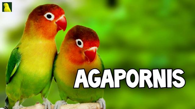CANTO E PIADOS DE AGAPORNIS Para ENSINAR !!! смотреть онлайн