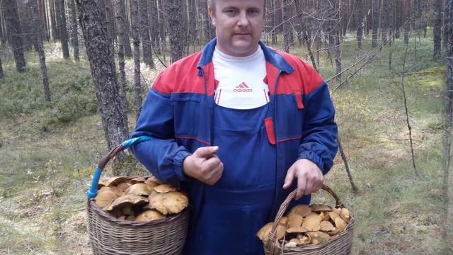 Грибные места Ленинградской области