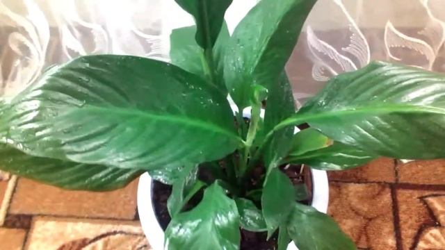 Мой спатифиллум цветет) смотреть онлайн