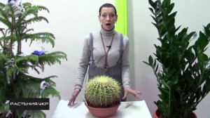 Эхинокактус грузони / Уход за кактусом