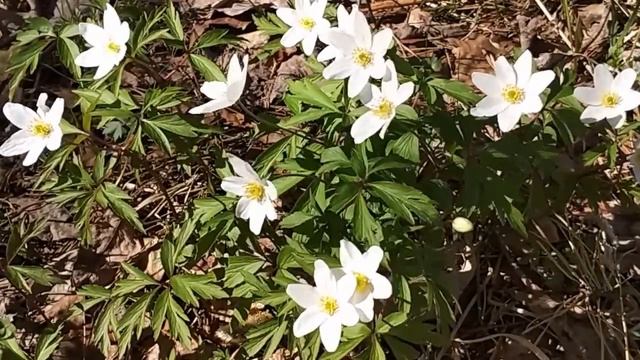 Ветреница дубравная ( интро ) смотреть онлайн