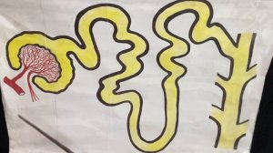 Строение нефрона и процесс мочеобразования