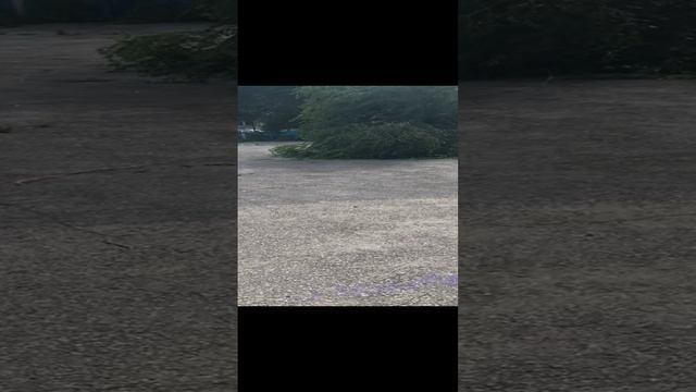 Упало дерево на доменщиков 5 смотреть онлайн