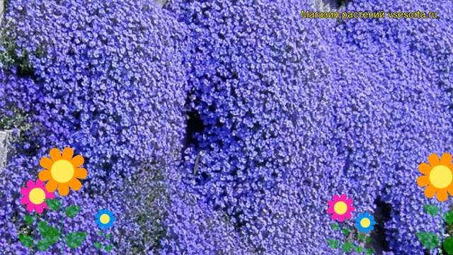 Аубриета дельтовидная Каскад блю. Краткий обзор, описание aubrieta deltoidea Cascade Blue смотреть онлайн