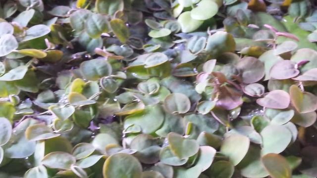 24# Brzankarium. Filantus Pływający (Phyllanthus Fluitans) смотреть онлайн
