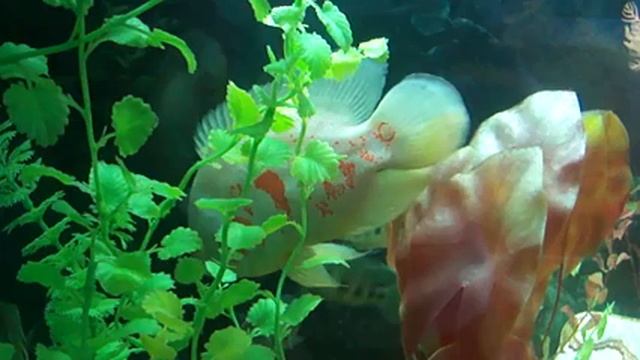 АКВАРИУМНЫЕ РЫБКИ смотреть онлайн